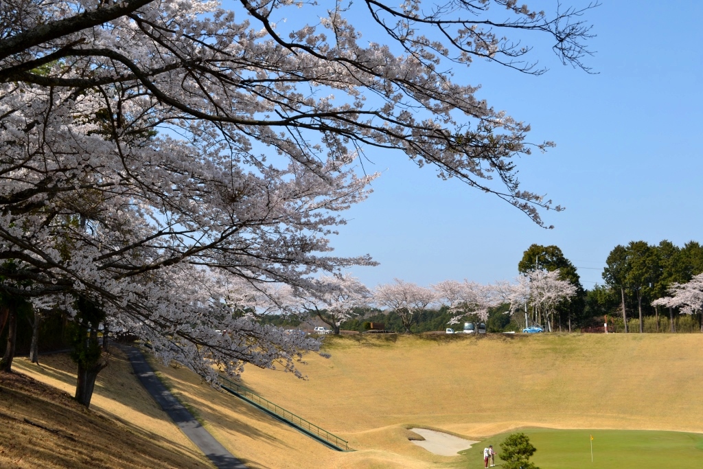 桜