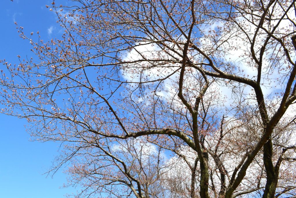 桜開花